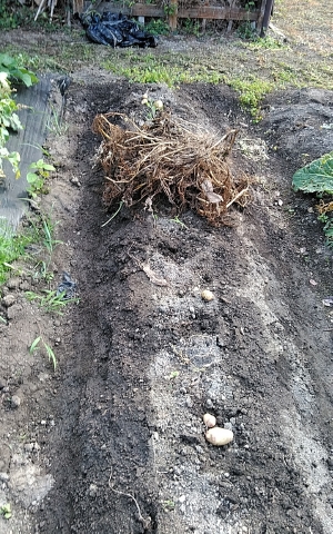 f:id:tossy123:20210623082528j:plain