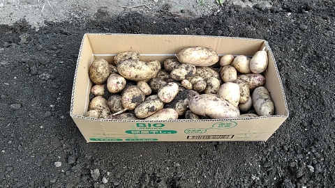 f:id:tossy123:20210623082752j:plain