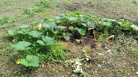 f:id:tossy123:20210711111124j:plain