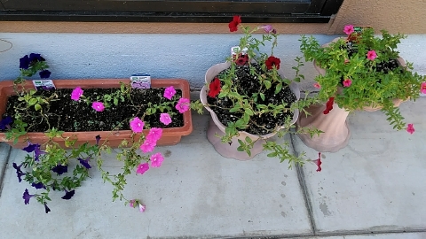 庭の草花について 笑顔な毎日123 庭の草花について 笑顔な毎日123