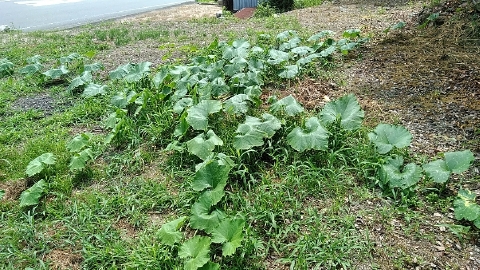 f:id:tossy123:20210725161350j:plain