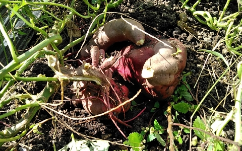 f:id:tossy123:20210930110331j:plain