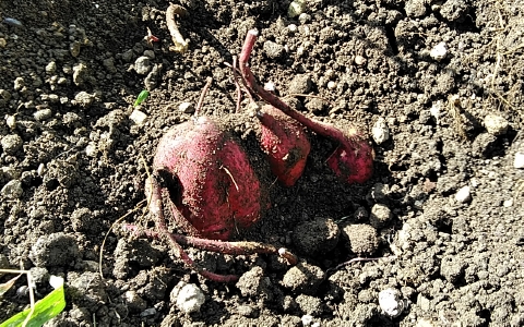 f:id:tossy123:20210930110426j:plain