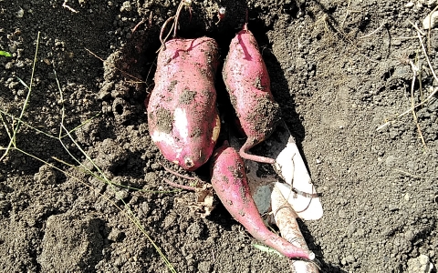 f:id:tossy123:20210930110434j:plain