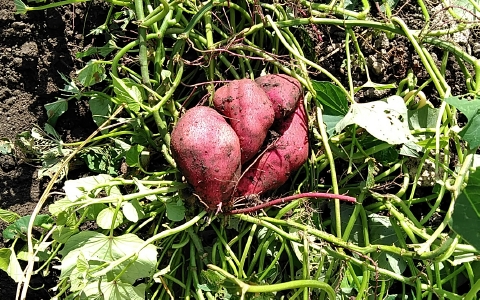 f:id:tossy123:20210930110547j:plain