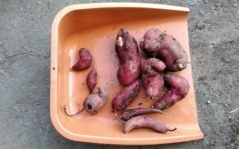 f:id:tossy123:20210930110627j:plain