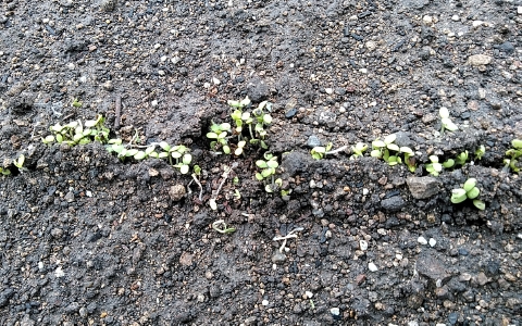 f:id:tossy123:20210930111045j:plain