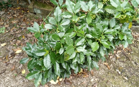 f:id:tossy123:20211007051339j:plain