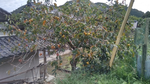 f:id:tossy123:20211014104508j:plain