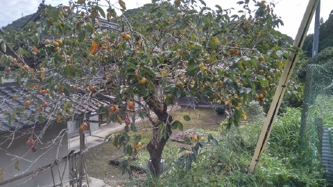 f:id:tossy123:20211014105040j:plain