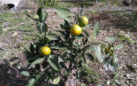 f:id:tossy123:20211018101222j:plain