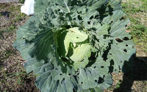 f:id:tossy123:20211103144646j:plain