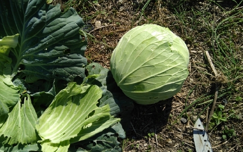 f:id:tossy123:20211103144656j:plain