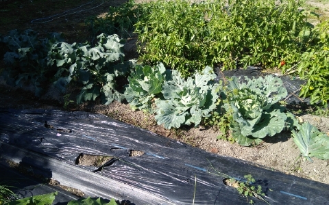 f:id:tossy123:20211103144940j:plain