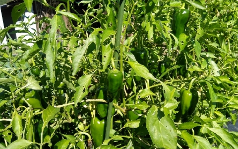 f:id:tossy123:20211103145037j:plain