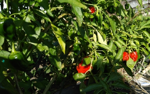 f:id:tossy123:20211103145045j:plain