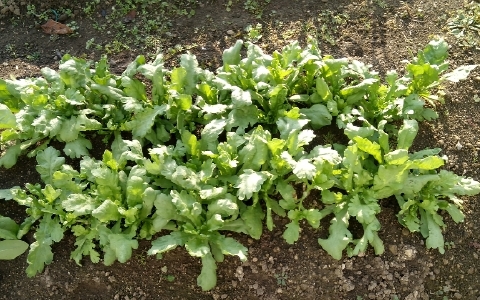 f:id:tossy123:20211118085209j:plain