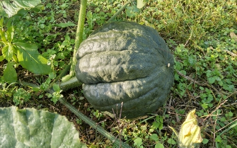 f:id:tossy123:20211118085448j:plain