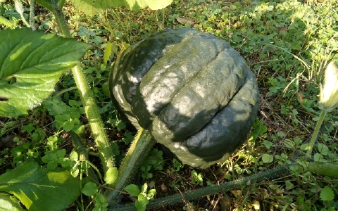 f:id:tossy123:20211118085454j:plain