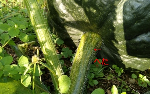 f:id:tossy123:20211118085848j:plain