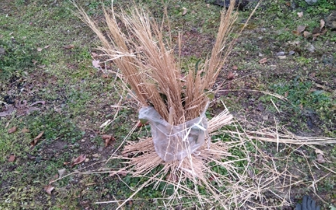 f:id:tossy123:20220118111641j:plain