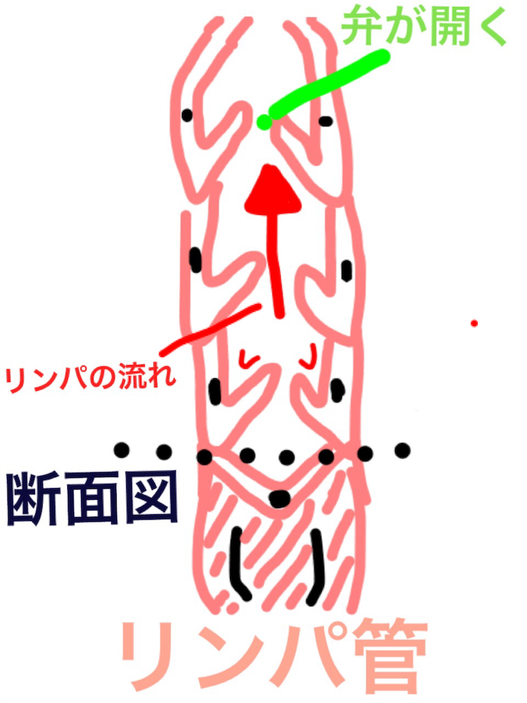 f:id:toteemototeemoo170:20170921095241p:image f:id:toteemototeemoo170:20170921095241p:image