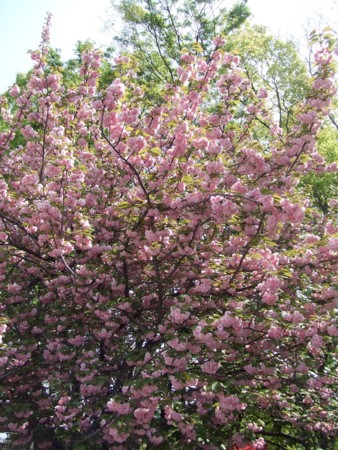 f:id:totetu:20090419092450j:image