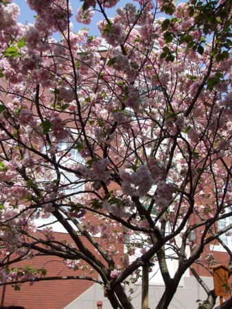f:id:totetu:20090419092703j:image