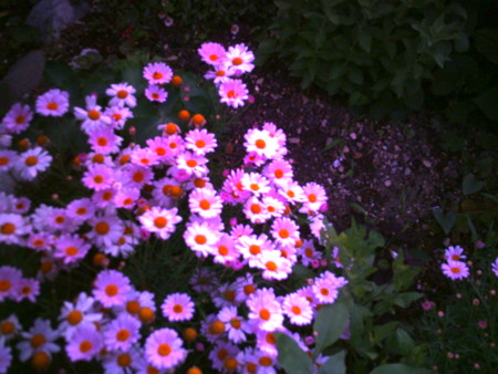 f:id:totetu:20090524005956j:image