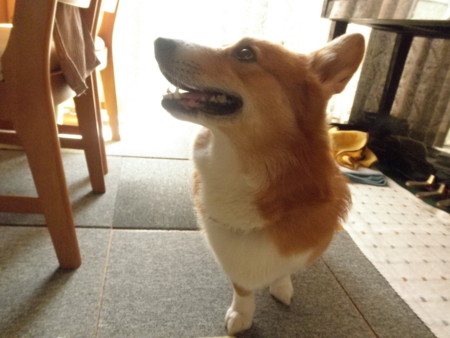 f:id:totetu:20091020204218j:image