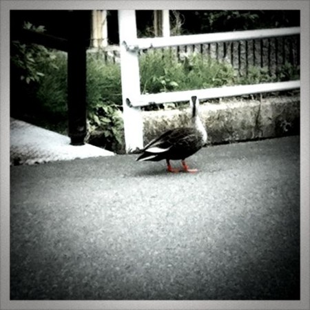 f:id:totetu:20110508181100j:image