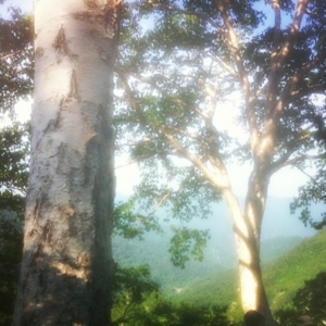 f:id:totetu:20130630185311j:image