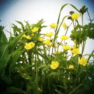 f:id:totetu:20130630185428j:image