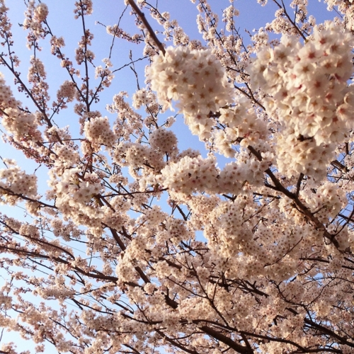 f:id:totetu:20140408215439j:image:w360