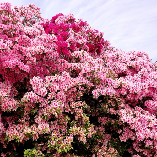 f:id:totetu:20140504222017j:image:w360
