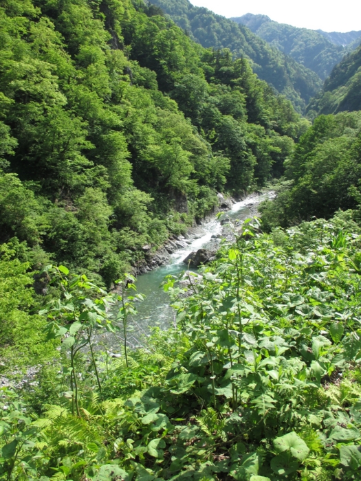 f:id:totetu:20140524084249j:image:w360