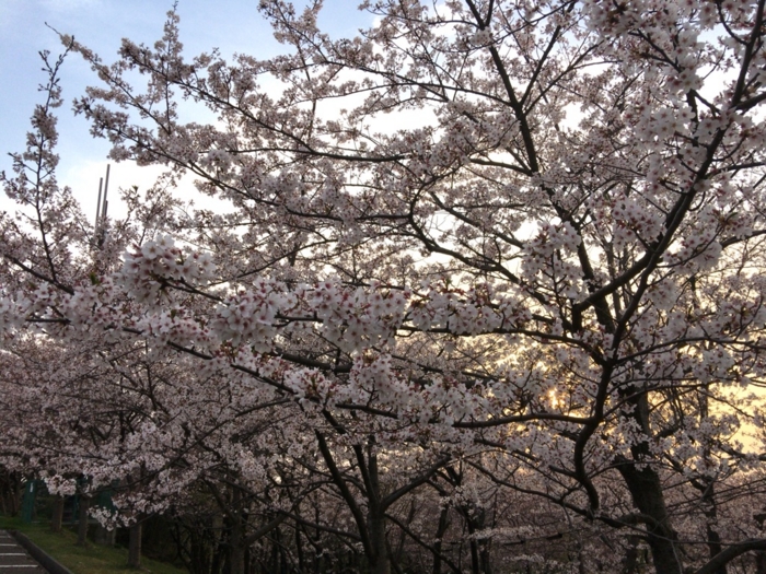 f:id:totetu:20160411123738j:image
