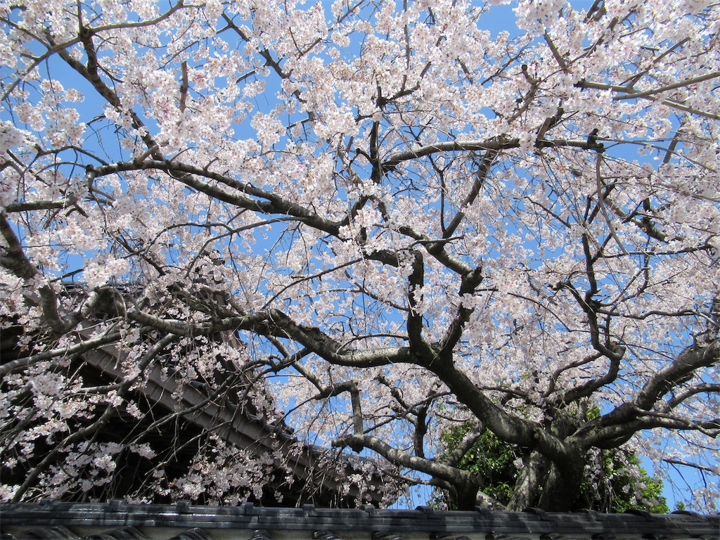 f:id:totetu:20190407124458j:image
