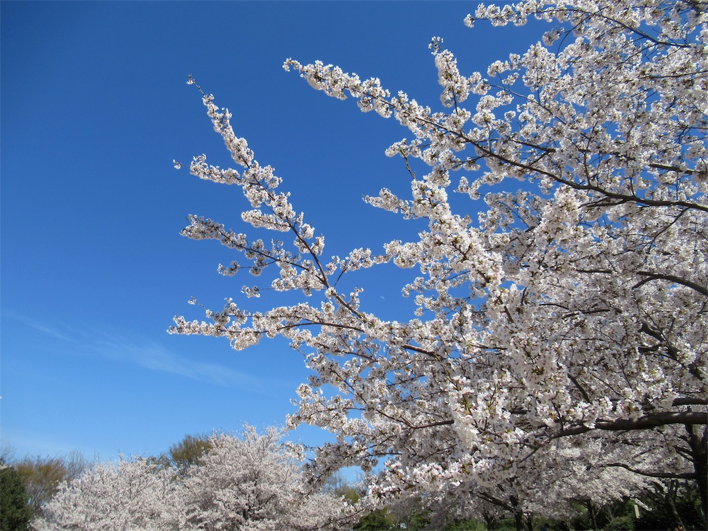 f:id:totetu:20190415194710j:image