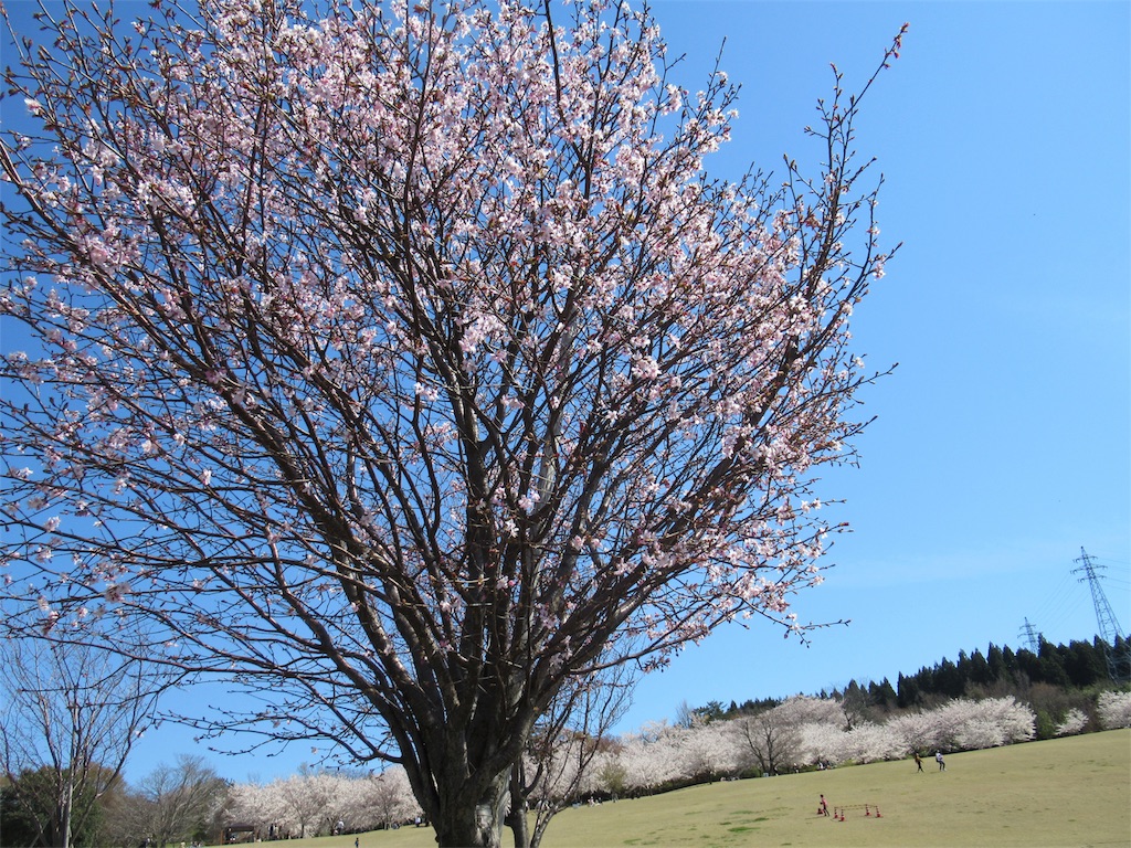 f:id:totetu:20190415194716j:image