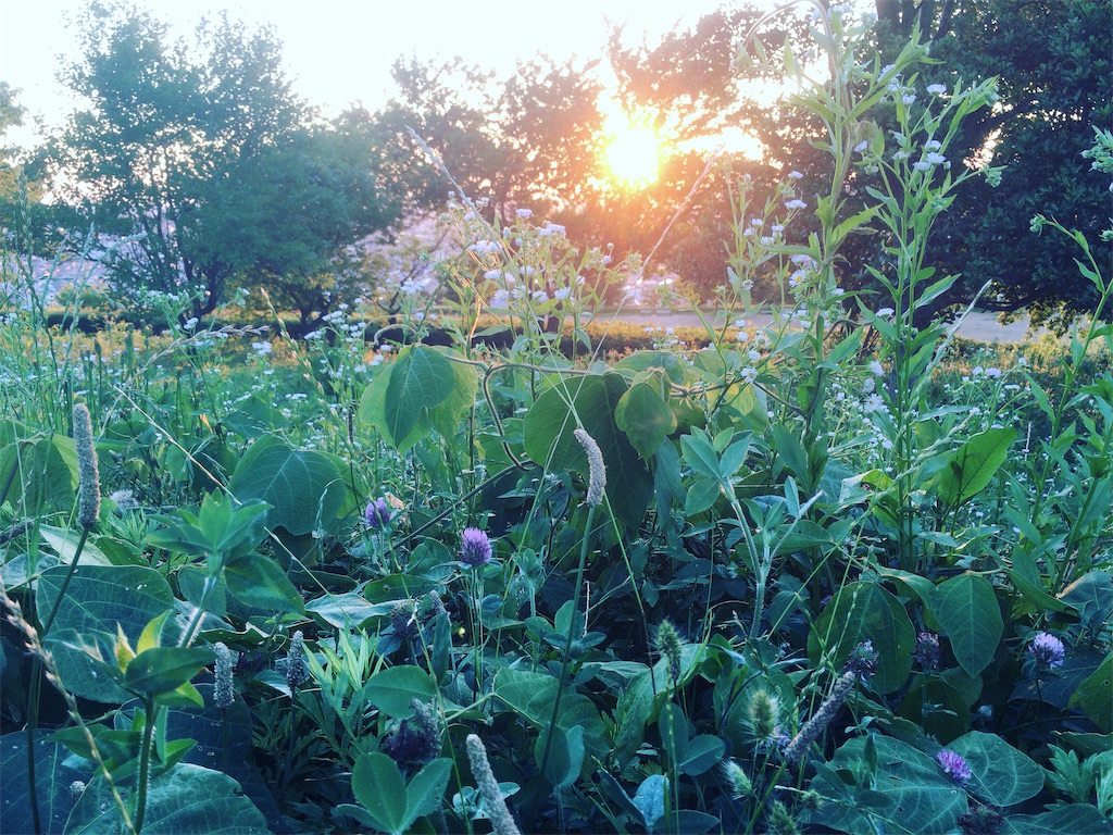 f:id:totetu:20190619195732j:image