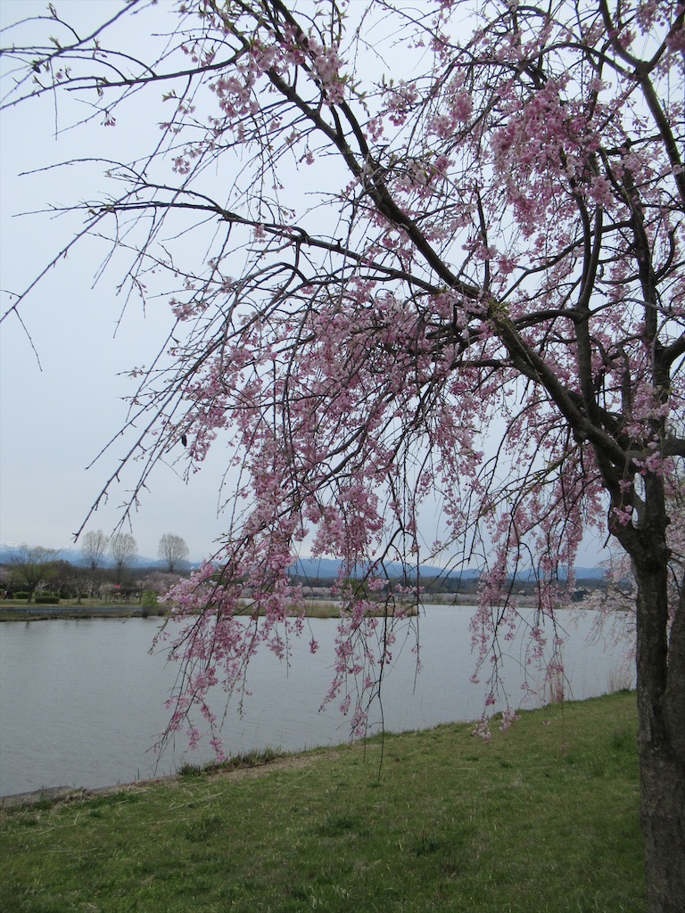 f:id:totetu:20200412205441j:image f:id:totetu:20200412205441j:image