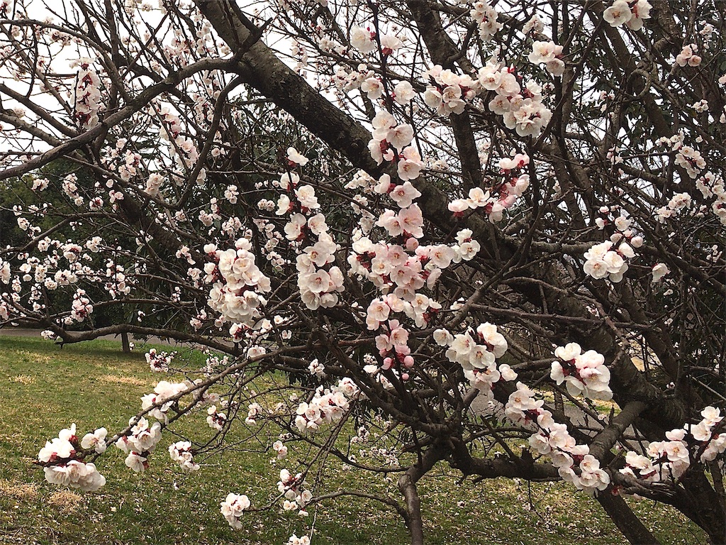 f:id:totetu:20210324111301j:image