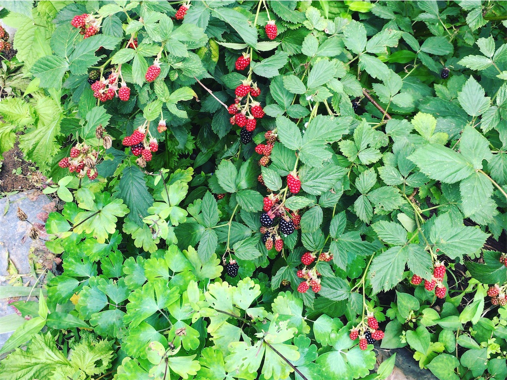 f:id:totetu:20210824211838j:image