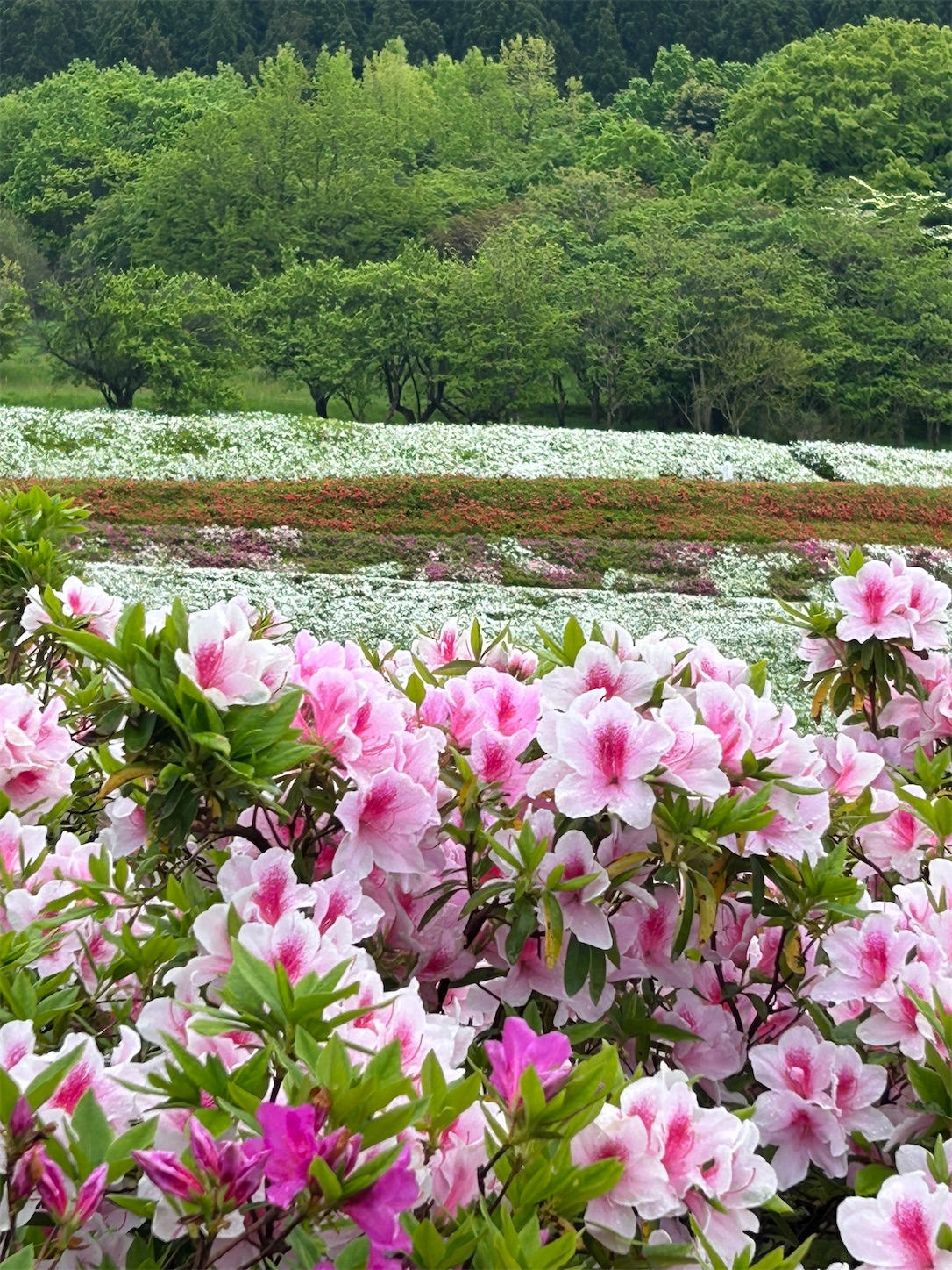f:id:totetu:20250512090103j:image