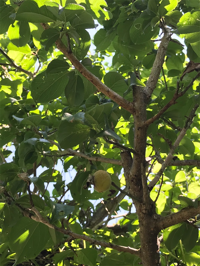 f:id:totochn:20200529131342j:image f:id:totochn:20200529131342j:image