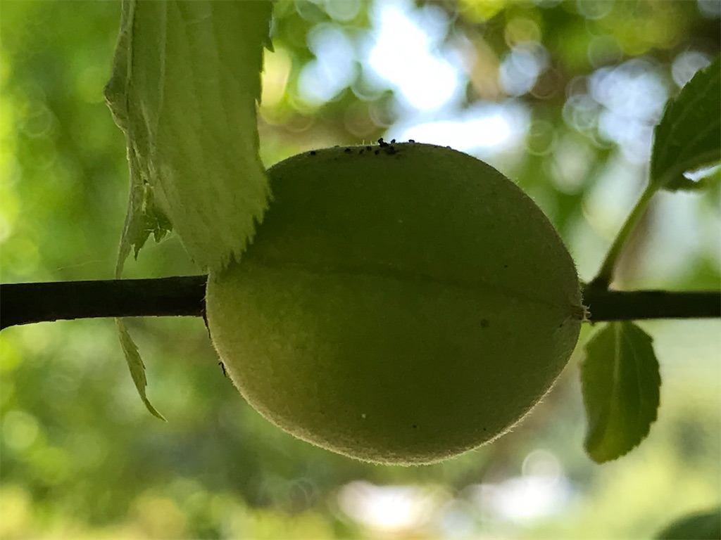 f:id:totochn:20200529131414j:image f:id:totochn:20200529131414j:image