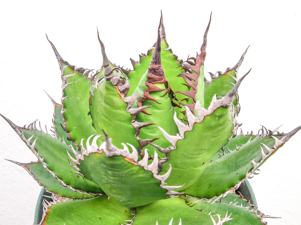 Agave アガベ ホリダ ドワーフ リョウゼツラン 4