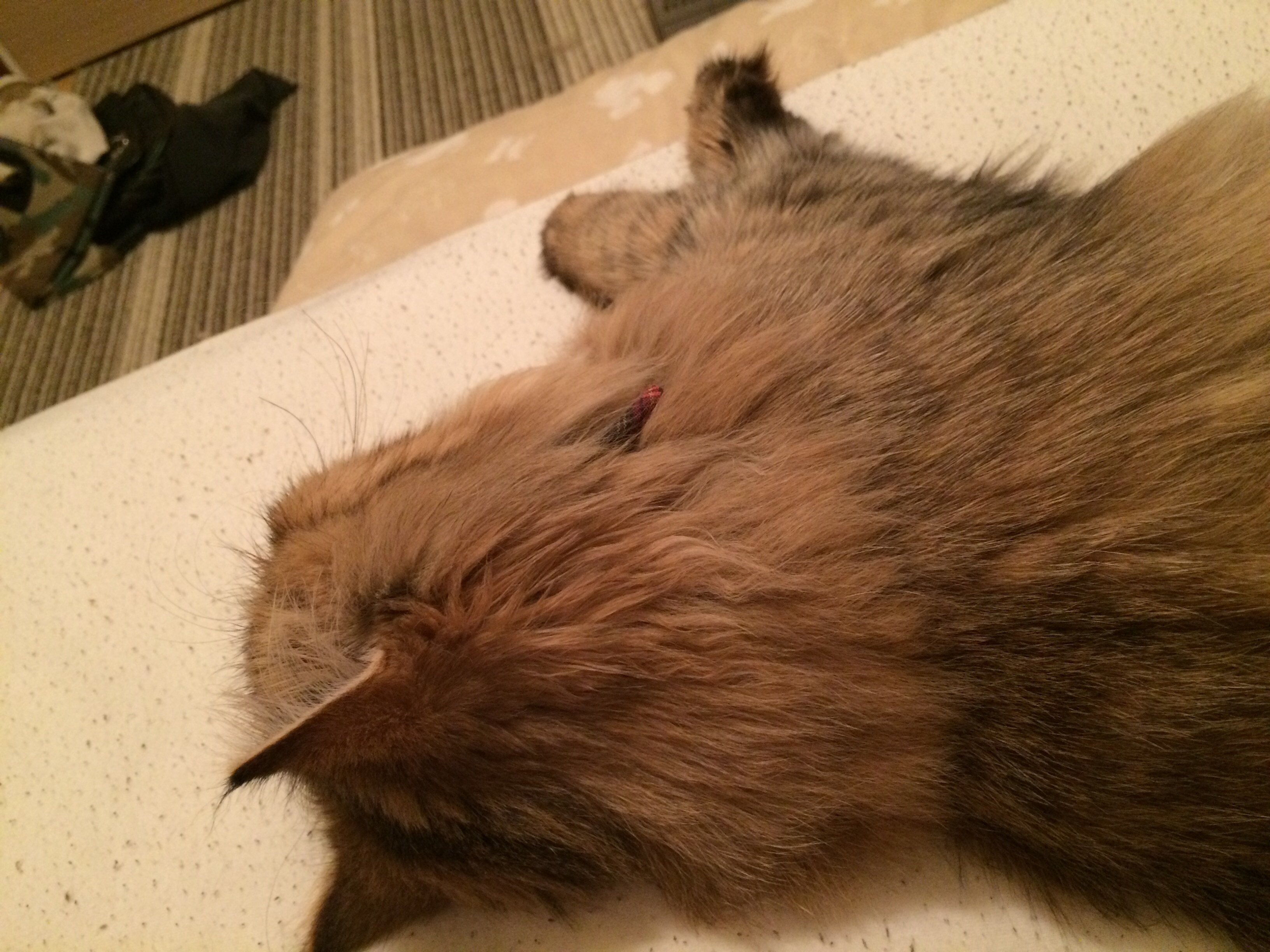 f:id:totolulu22vv:20190518090232j:image