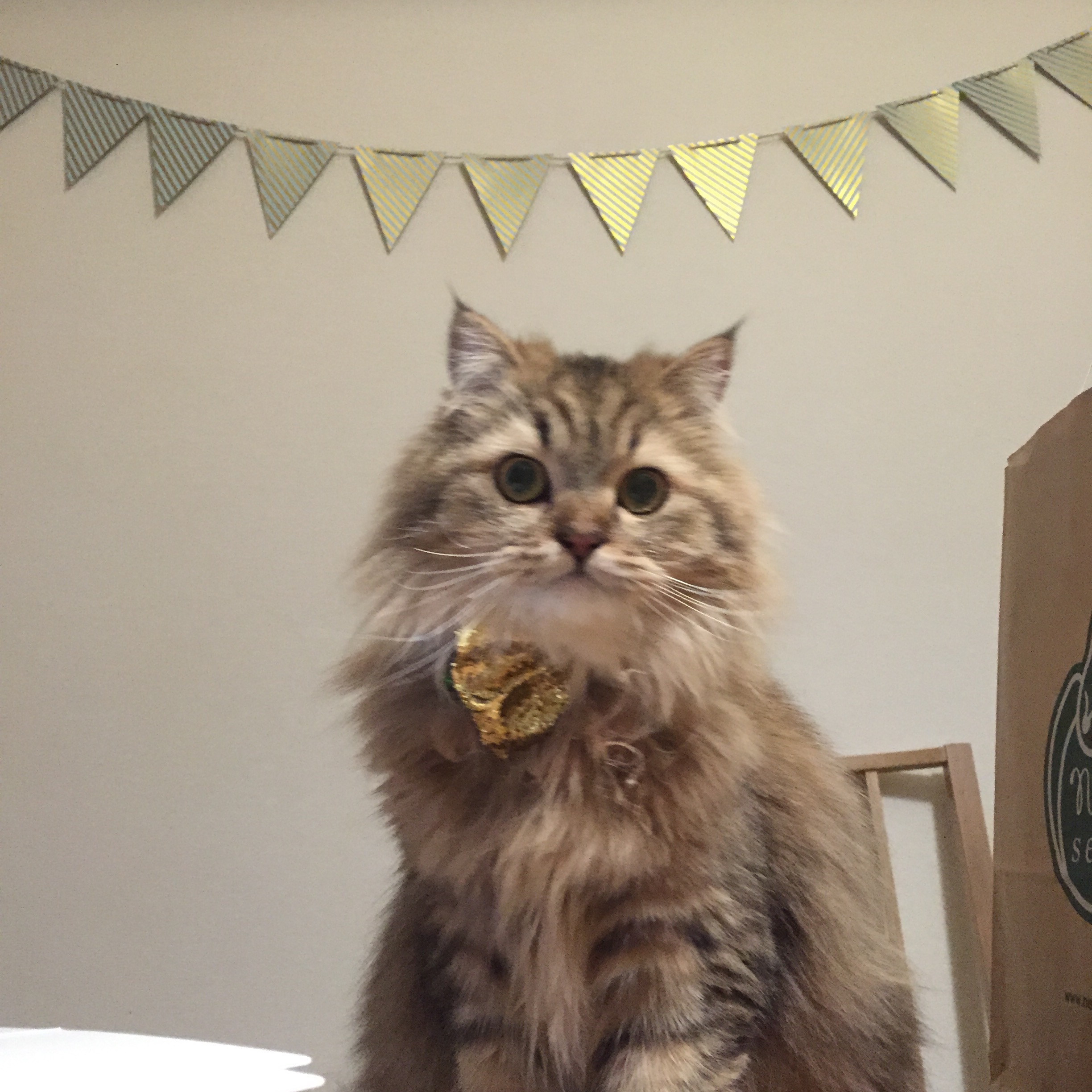 f:id:totolulu22vv:20190607173931j:image